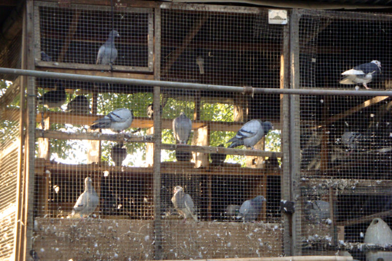 Multi-level wire-mesh pigeon coop in a Beijing hutong courtyard, crowded with domestic pigeons on wooden perches.