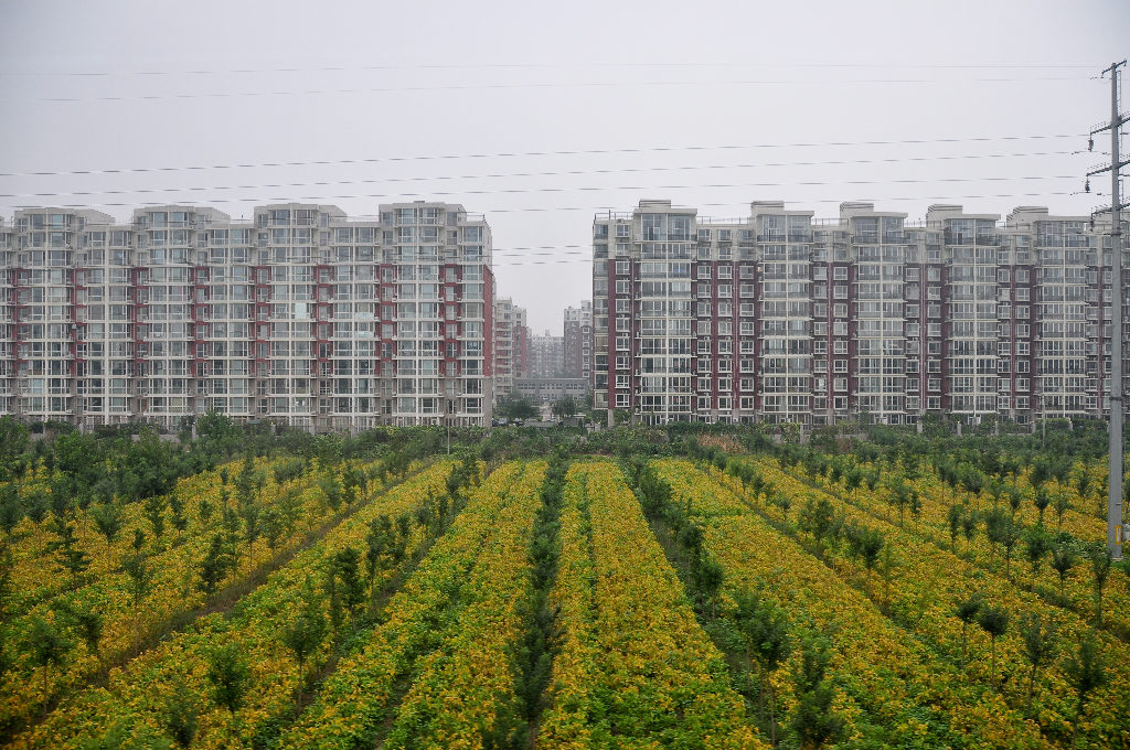 Wide view of formal planting rows near Beijing Capital International Airport, converging toward a line of high-rise apartment buildings with utility lines overhead.