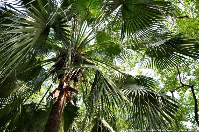 Upward view into a fan palm in a Guilin park, with green fronds radiating from the trunk.
