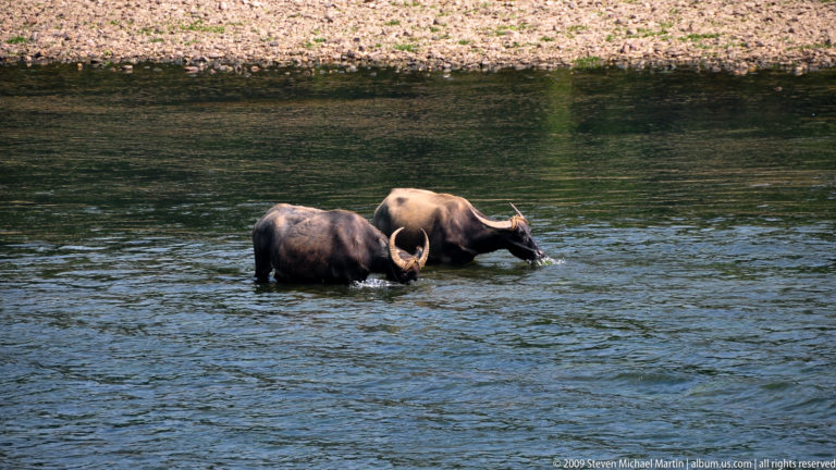 Two Asian water buffalo with broad curved horns wading belly-deep in the Li River near a gravel bank.