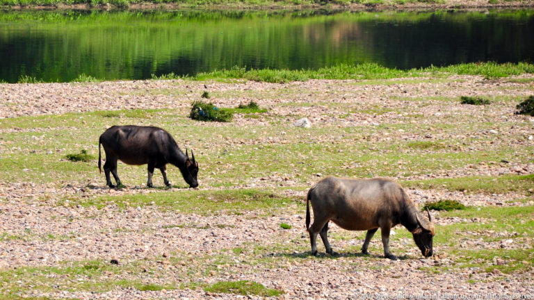 Two domestic water buffalo grazing on a gravelly riverbank beside calm river water in rural Guilin, China.