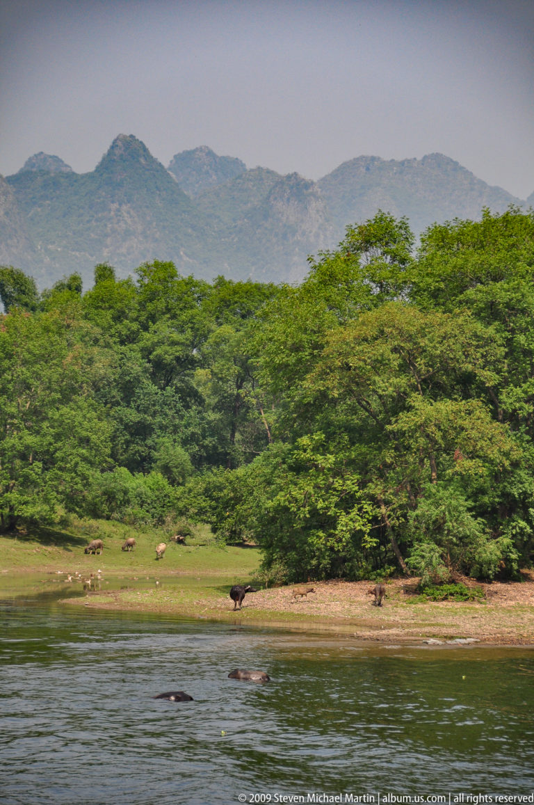 Small herd of water buffalo grazing on a grassy clearing bordered by dense woodland.