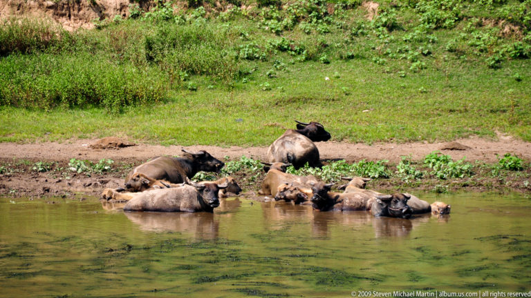 Herd of water buffalo partly submerged while cooling in a shallow pool beside a grassy riverbank.