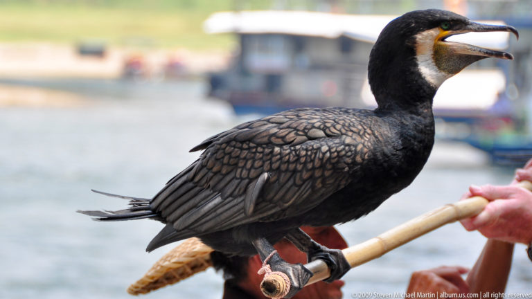 Close portrait of a trained cormorant perched on a bamboo pole, showing its hooked bill, white throat patch, and webbed feet.