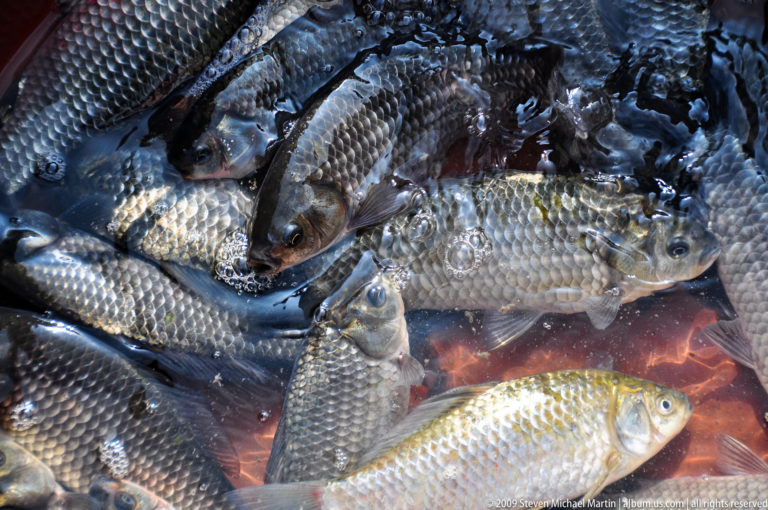 Crowded basin of live carp-like freshwater fish for sale at a market in Lijiang, Yunnan, China.