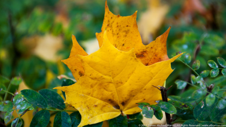 Bright yellow maple leaf among glossy green foliage with a softly blurred garden background.