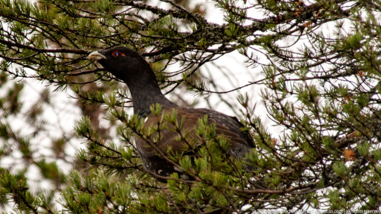 Large dark grouse with a red eye comb perched among pine branches.