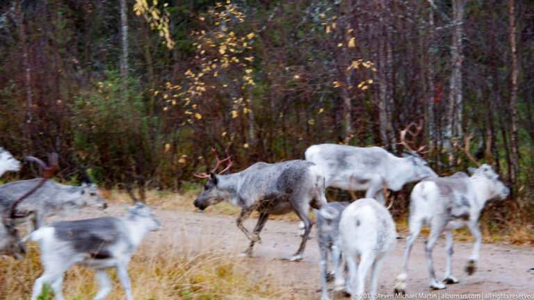 Loose group of reindeer crossing and standing beside a forest road among conifer trees.