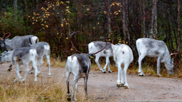 Several reindeer walking and grazing along a pale forest track bordered by dense conifers.