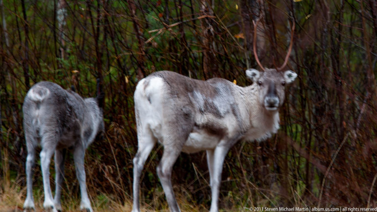 Pale gray reindeer facing the camera beside dense saplings, with another reindeer partly visible at left.