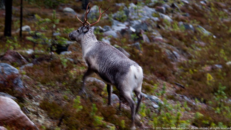 Antlered reindeer seen from behind stepping uphill through rocks and low forest vegetation.