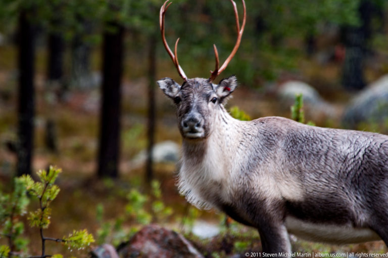 Close antlered reindeer standing in forest, facing the camera with its body extending to the right.