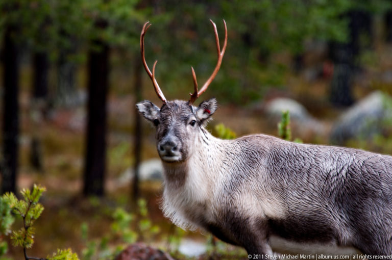 Close frontal view of an antlered reindeer looking toward the camera in a forest setting.
