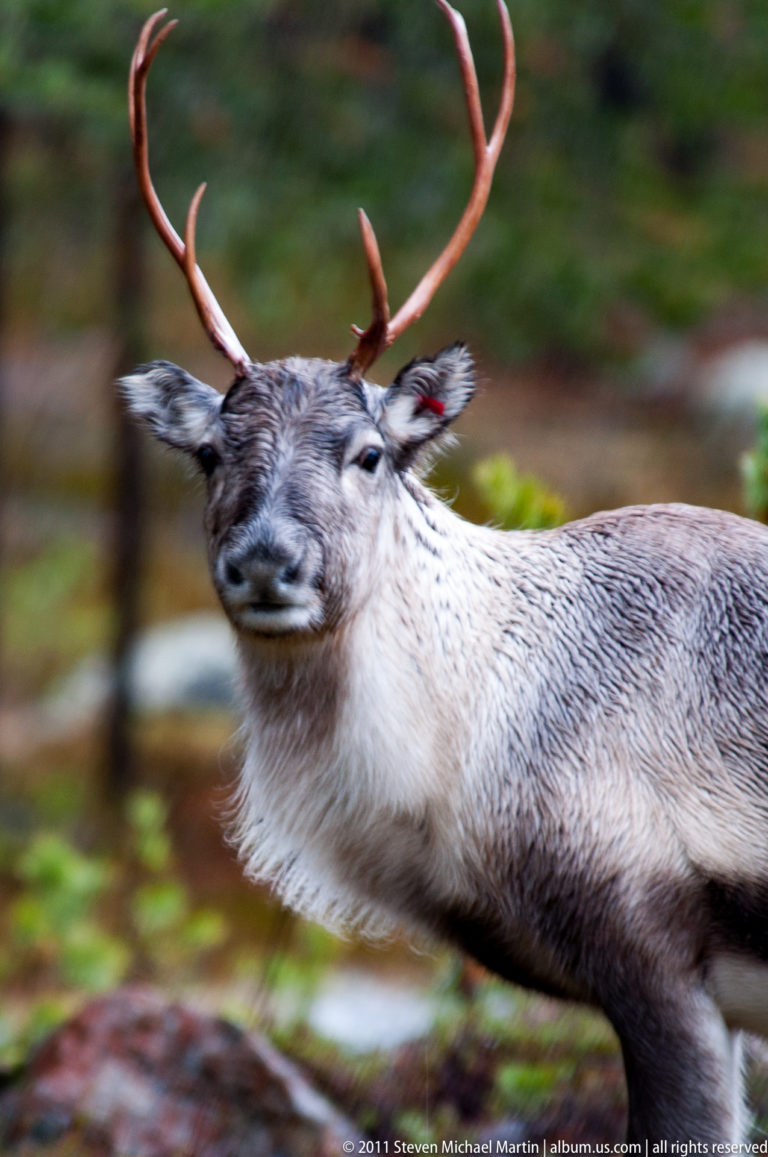 Close side view of a reindeer’s head and shoulders, with antlers extending beyond the frame.