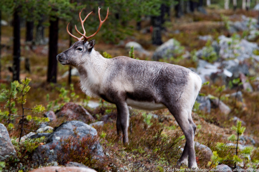 Antlered reindeer standing among rocks, low shrubs, and conifers in boreal woodland.