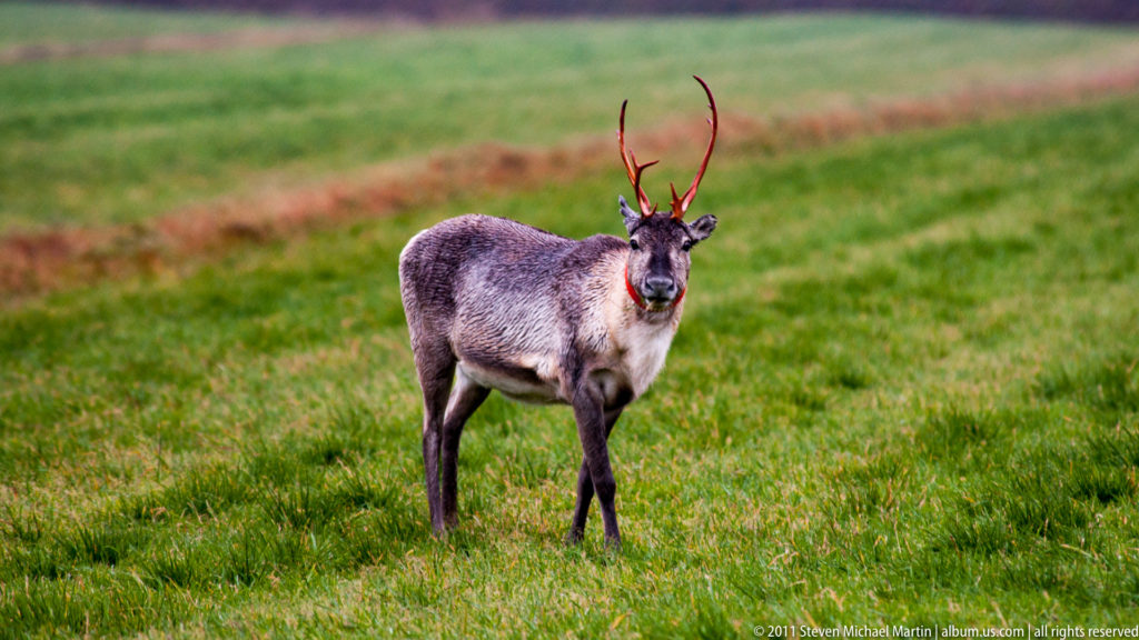Reindeer standing on green grass and facing the camera, with upright ears and branching antlers.