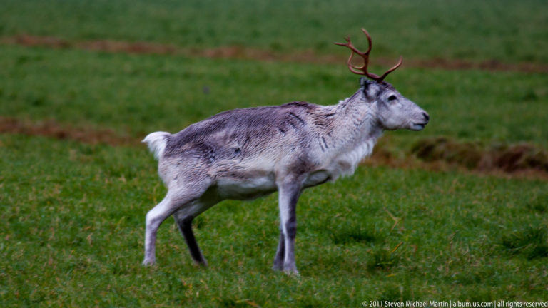 Antlered reindeer standing in full profile on an open green pasture.
