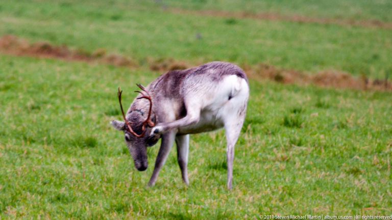 Single antlered reindeer grazing with head down on a bright green field.