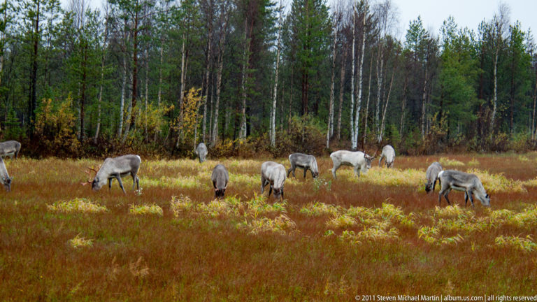 Reindeer herd spread across a grassy autumn clearing in front of birch and conifer trees.