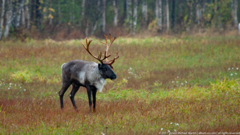 Single antlered reindeer standing in profile in an autumn clearing with forest behind.