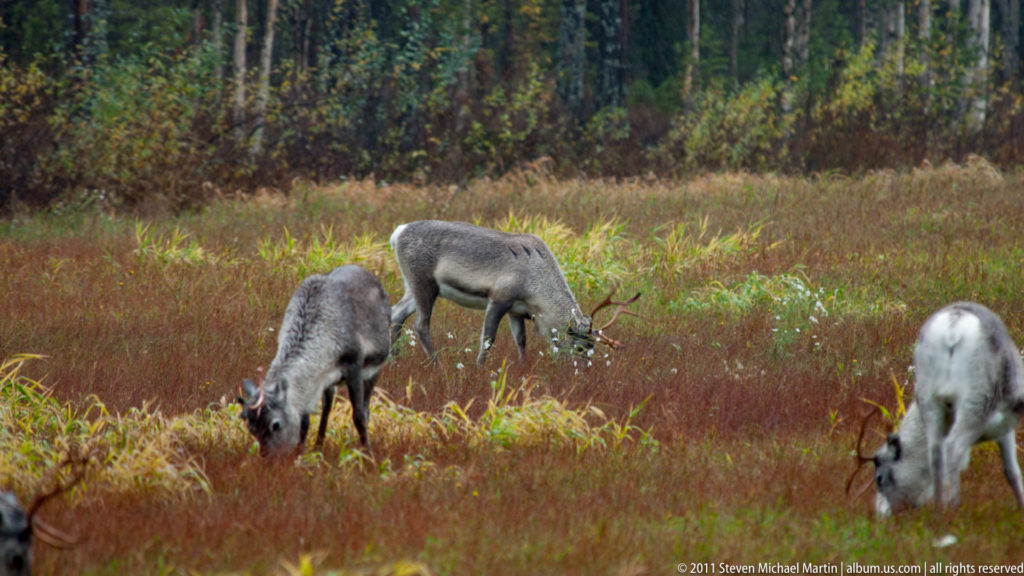 Three reindeer foraging in tall autumn vegetation near a dense forest edge.