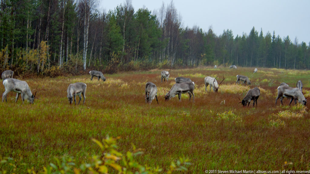 Wide view of a reindeer herd grazing across an autumn clearing bordered by birch and conifer forest.