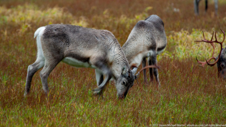 Two reindeer grazing side by side in red-green ground cover, with part of an antlered animal at right.