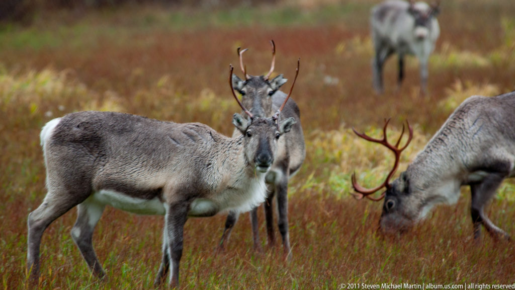 Foreground reindeer looking toward the camera while several other reindeer graze behind it in autumn vegetation.