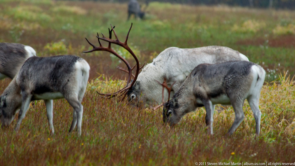 Three reindeer grazing close together in autumn vegetation, with large branching antlers crossing the center.