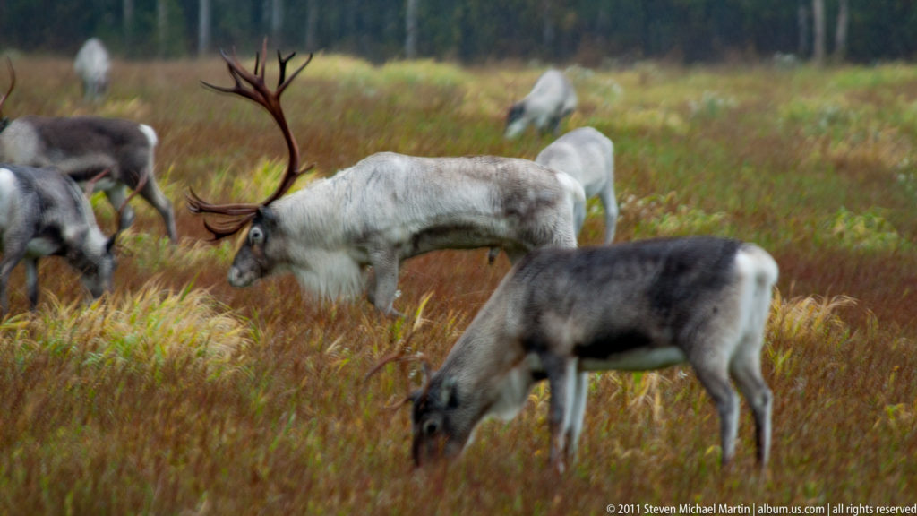 Several reindeer, including antlered animals, grazing among red-brown autumn ground vegetation.