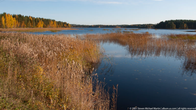 Autumn lakeshore filled with tall brown reeds, a narrow reflective water channel, and wooded shoreline in the distance.