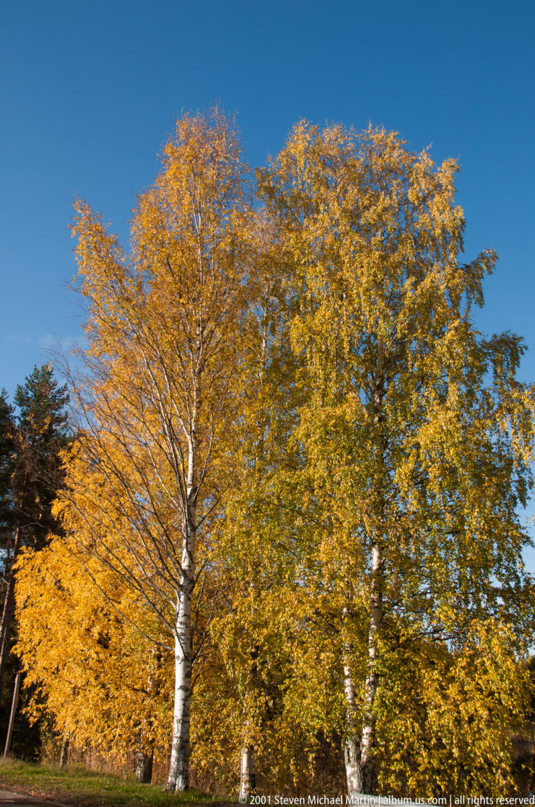 Sunlit mature deciduous trees with yellow-gold autumn foliage and pale trunks beneath a deep blue sky.
