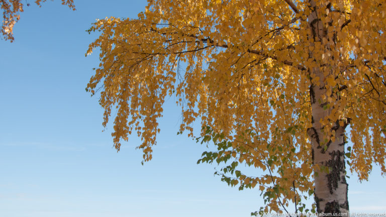 Golden autumn birch leaves and a pale patterned trunk against a cloudless blue sky.