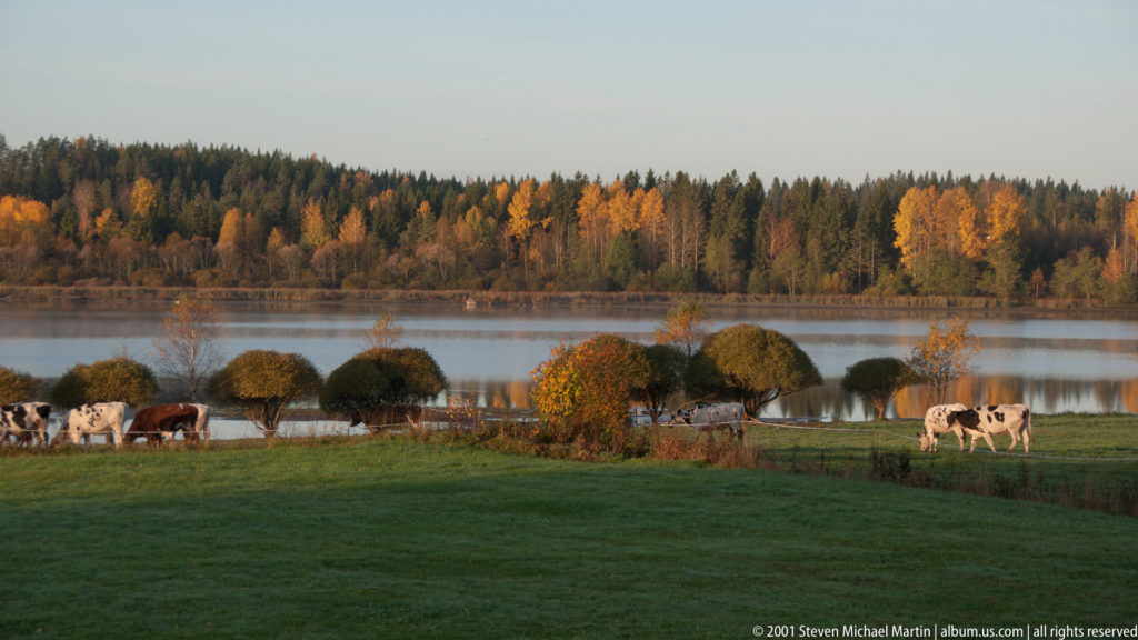 Cattle grazing on a green lakeshore pasture with calm water and autumn forest in the background.