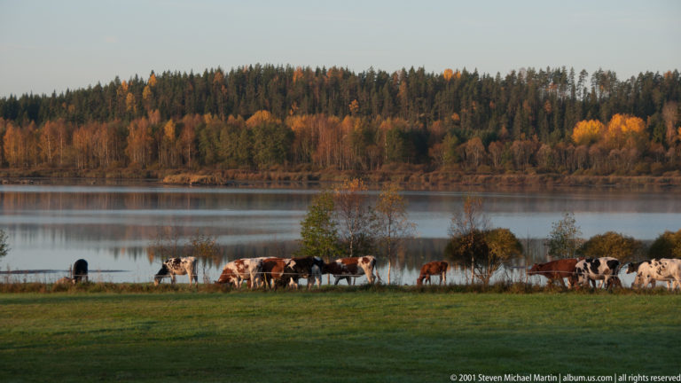 Cattle graze in a green pasture beside a calm lake, with autumn-colored forest covering the opposite shoreline.