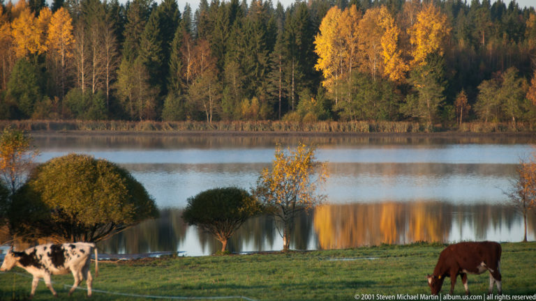 Two cattle graze beside a still lake where yellow autumn trees and dark forest reflect in the water.