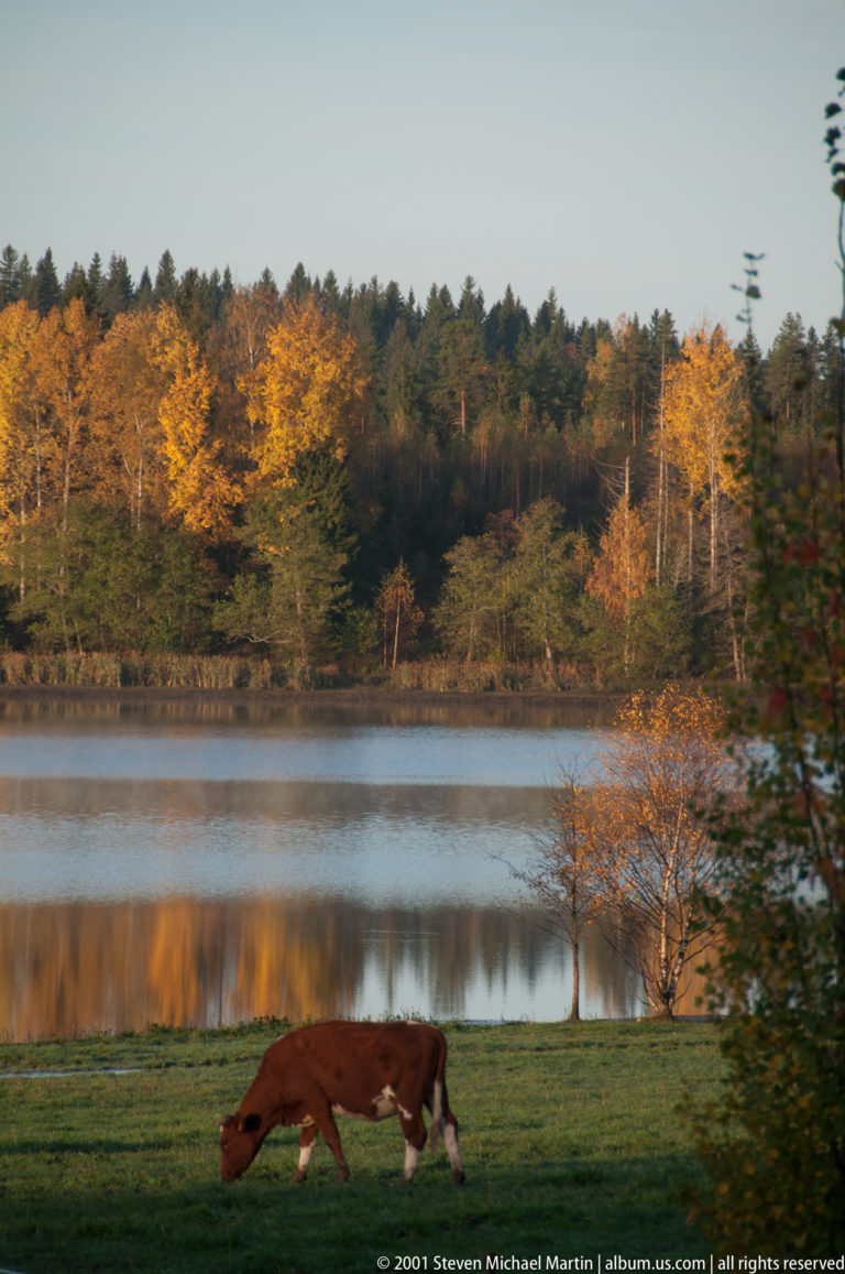 Brown-and-white cow grazing beside a lake, with yellow autumn trees and forest across the water.