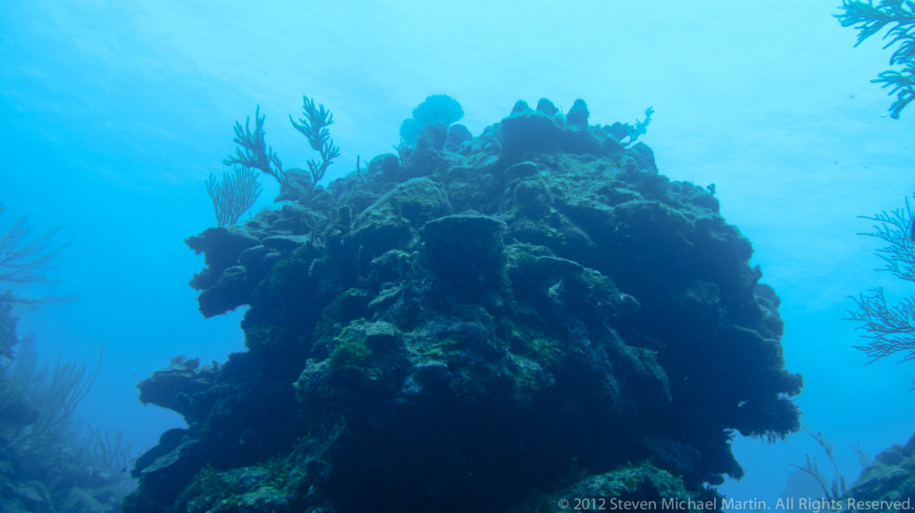 Coral-covered reef outcrop rises from the seafloor, with sponges and sea fans on its irregular surface.