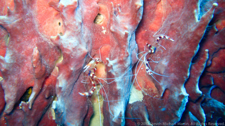 Several striped cleaner shrimp with long white antennae cling to a red-orange sponge.