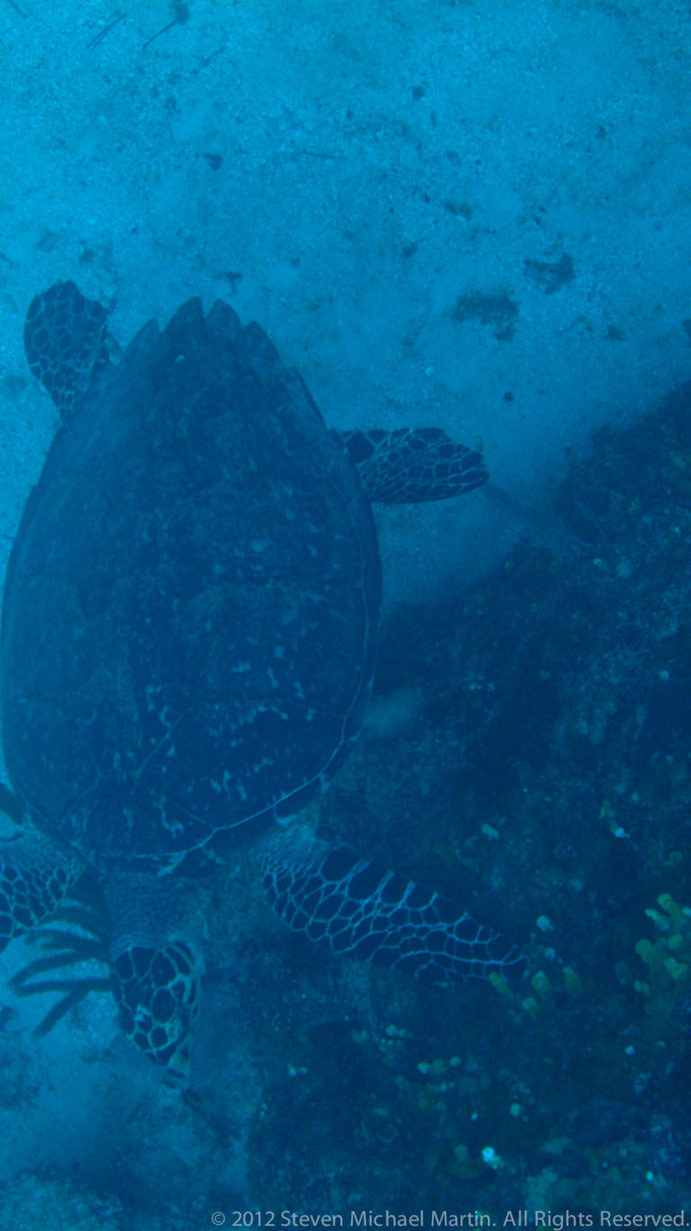 Sea turtle with patterned flippers moves close to the reef in dim blue water.