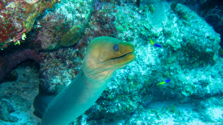 Greenish moray eel protrudes from a coral reef crevice with its mouth slightly open.