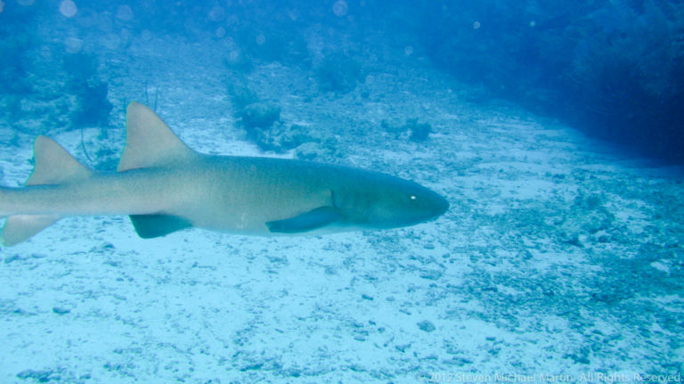 Large blunt-headed shark swims low over a pale sandy reef bottom.