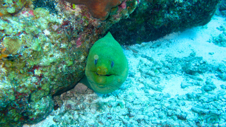 Green moray eel faces the camera from beneath a coral ledge above a sandy bottom.