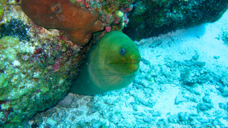 Greenish moray eel rests with its head protruding from a reef shelter beside pale sand.