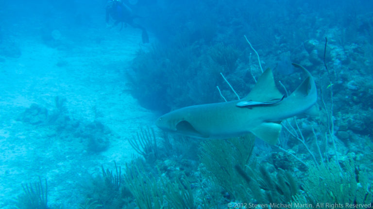 Large shark swims away just above a coral reef, viewed from behind and slightly above.