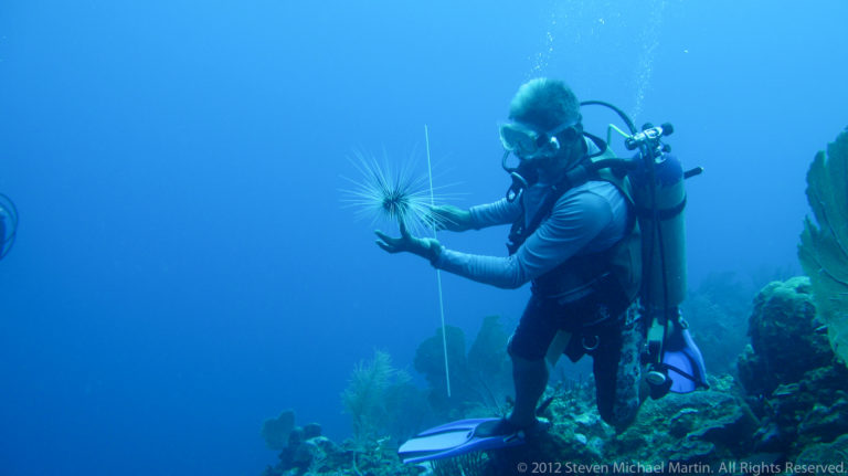 Scuba diver holds a long-spined sea urchin above the reef in blue water.