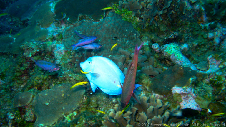 Mixed tropical reef fish, including a large pale blue fish, swim over corals and sponges.
