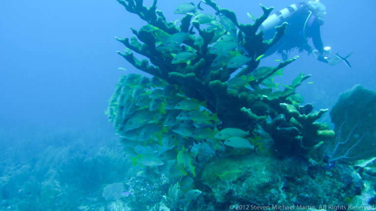 Dense school of silvery yellow-accented fish surrounds branching coral, with scuba divers in the background.