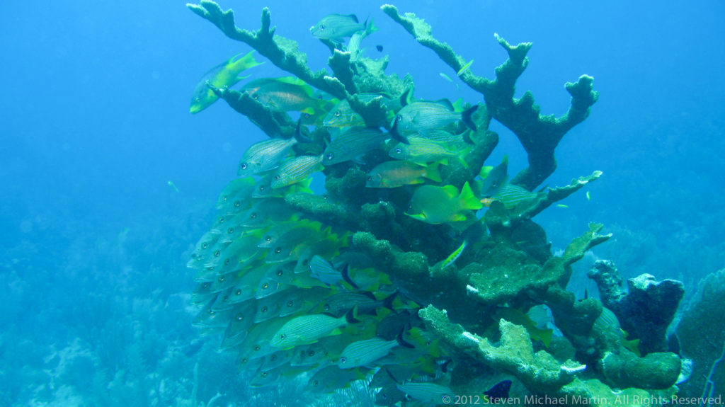 Large school of reef fish clusters tightly around a branching coral head above the reef.