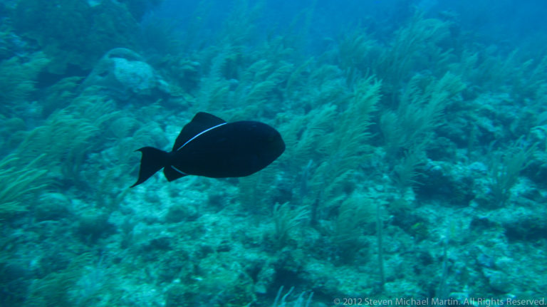 Single dark, deep-bodied reef fish swims above sea rods and low coral growth.